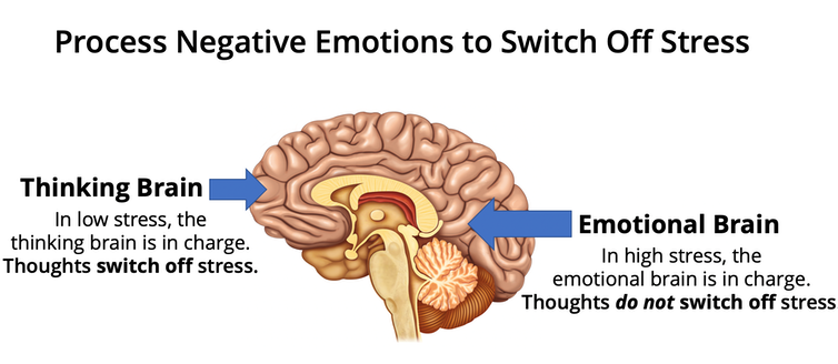 Brain illustration