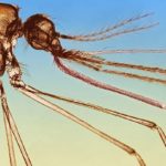 malaria-could-be-eradicated-in-30-years-rm-722×406.jpg