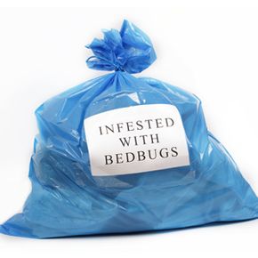 If you suspect your clothes or other items have been infested with bedbugs, quarantine them in plastic bags before laundering or treating them. Want to learn more? Check out these pictures of insects.