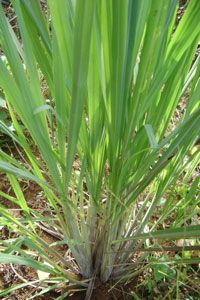 Citronella grass and lemongrass (shown) are closely related and often confused for one another. They do share the commonality of being ineffective at keeping mosquitoes away from humans, however.