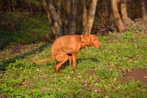 Cleaning up after your dog isn't just a courtesy; it can help prevent the spread of worms and worm-like parasites. 