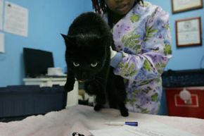 A cat gets a rabies vaccination at the Staten Island's Animal Care and Control Shelter February 2007 in Staten Island, New York.