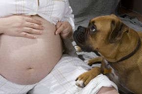 What should you expect from your pet when you're expecting?