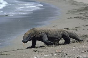 Komodo dragon on Indonesian island