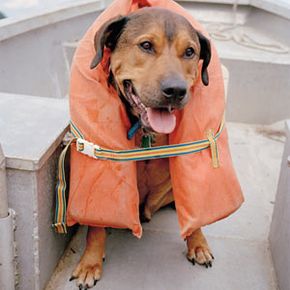 Safety should always be a main concern when boating with your pet. Check out these pet pictures.