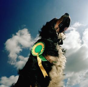 Thousands of dogs compete in local and nation-wide dog shows every year. See more dog pictures.