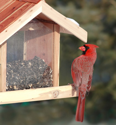 The Audubon Society encourages people to turn their yards into bird habitats