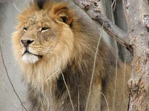 A lion's roar may be heard five miles away.                              See more big cat pictures.