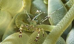 Can you find the small shrimp hiding among the stinging tentacles of a sea anemone? See more pictures of mysterious marine animals.