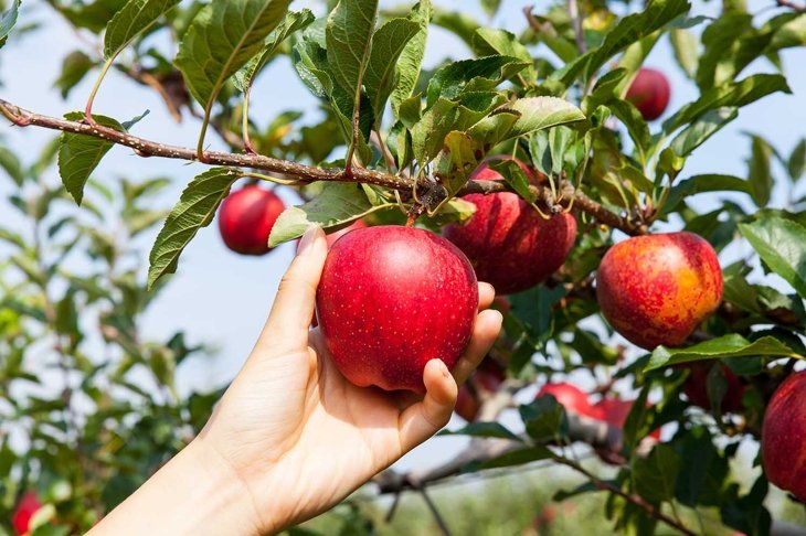 woman hand picking an apple