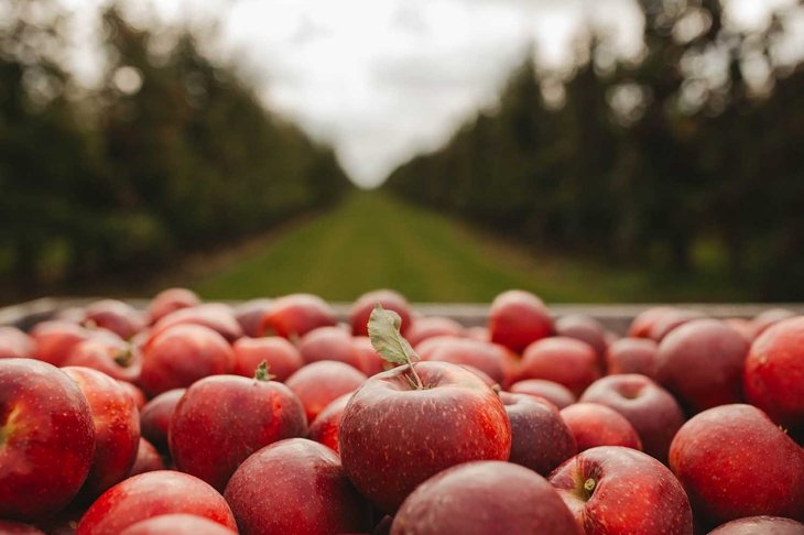 wooden crate full of fresh apples. harvest of fresh organic apples during autumn fall september in poland in apple orchard.