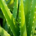 5_aloe_664332682.jpg