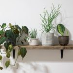 2_Indoor-Plants_shutterstock_shutterstock_1415312045.jpg