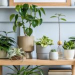 9_Indoor-Plants_shutterstock_shutterstock_1702858801.jpg